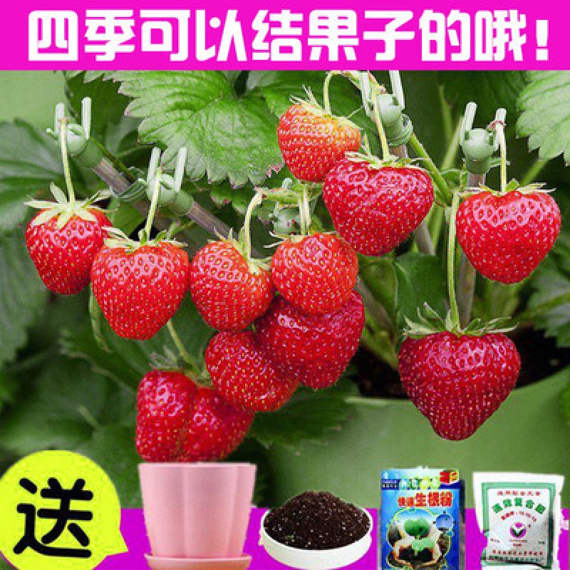 易活花草水果花籽室外花种子籽花卉开花植物 四季草莓500粒 盆 土 肥