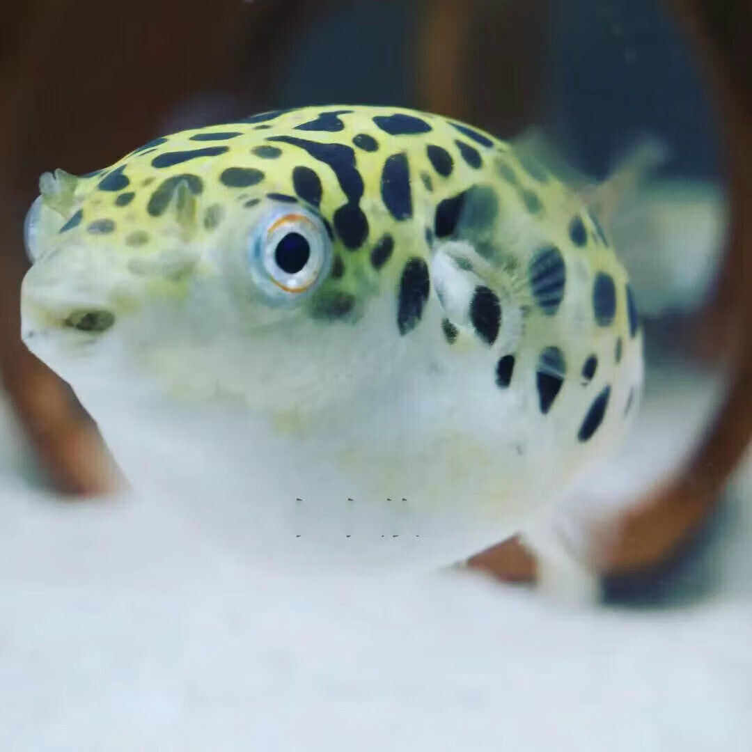 墨一小河豚潜水艇鱼胀气鱼娃娃热带观赏鱼狗头鱼汽水小型鱼淡水河豚