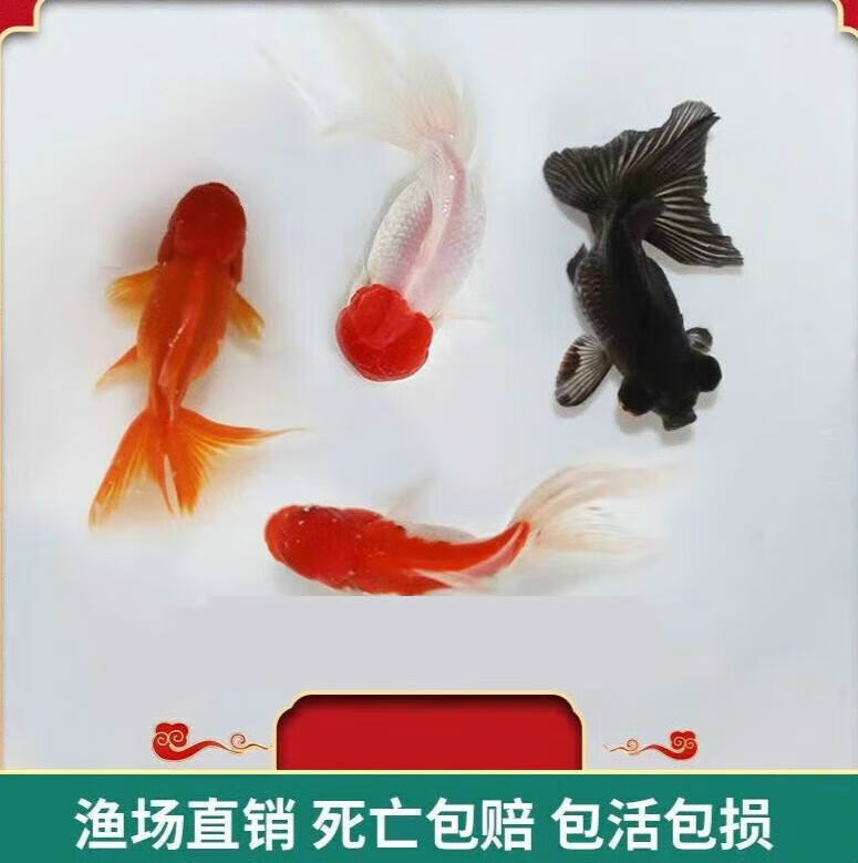 墨一红狮子头鸿运当头观赏鱼鹤顶红头帽冷水鱼小金鱼活体红金鱼 随机
