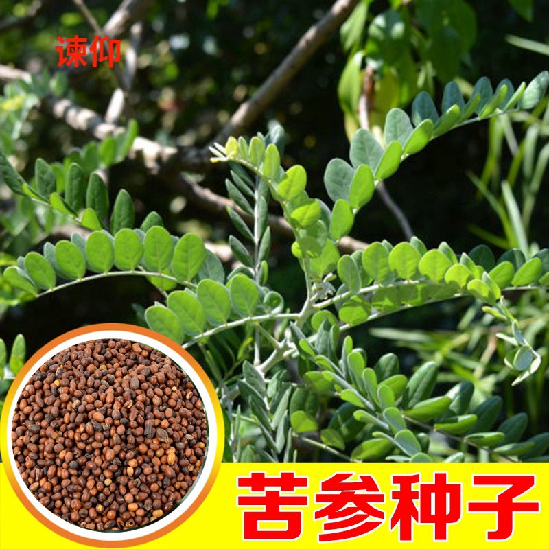 谏仰散装苦参种子中药材种子纯新苦参籽中药材种植种籽 试种装20克 肥
