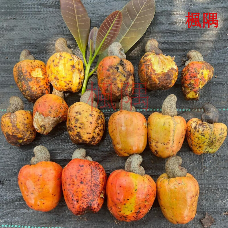 楓隅腰果种子多年生坚果种籽 腰果种子一斤