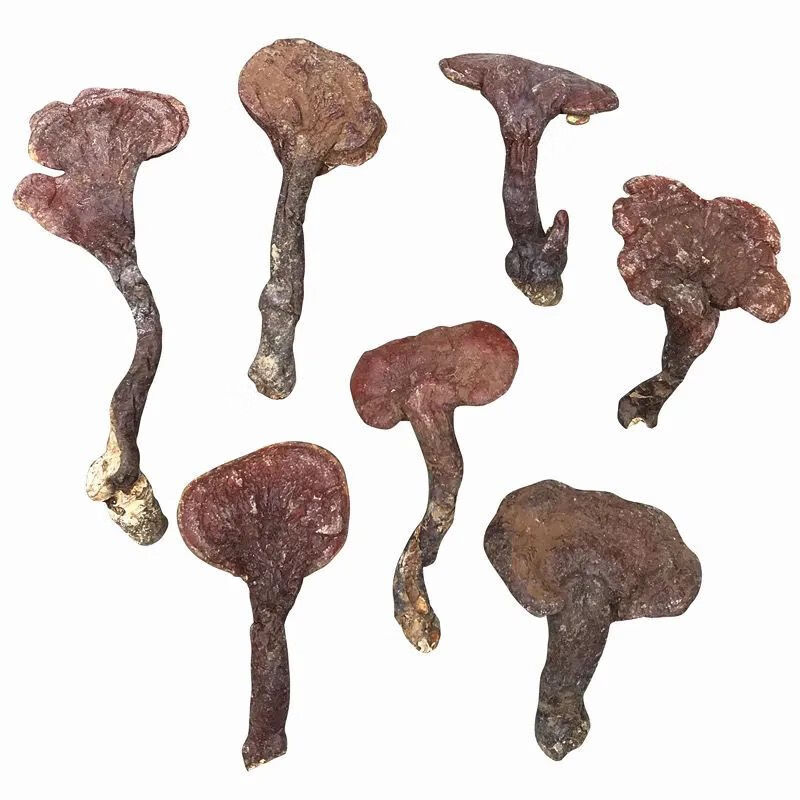 神农架纯野生赤灵芝 野生整枝林芝小灵芝红灵芝菌250克4厘米以下 野生