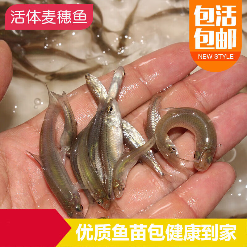 smvp大麦穗鱼乌龟活物喂养活体饲料鱼喂罗汉六角恐龙粮食杂鱼开口粮