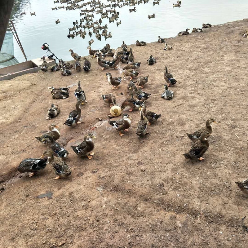 正宗大种麻鸭活苗全母小鸭子出壳苗幼崽家养土鸭苗青头鸭番鸭苗养