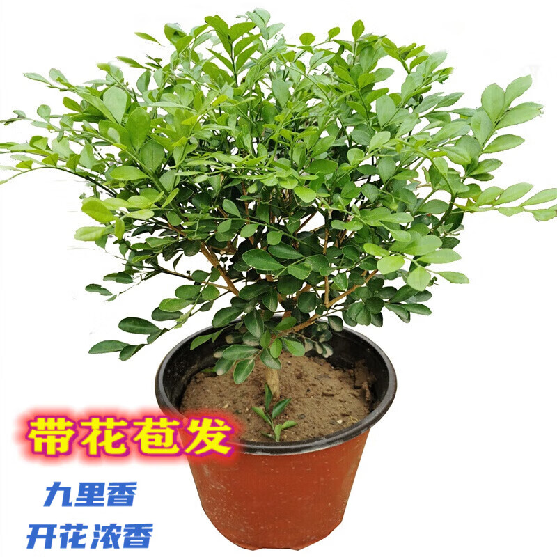 萌妹九里香盆栽花卉植物盆景室内绿植驱蚊四季青七里香带花苞浓香 掌柜5年苗(带花苞发) 不含盆