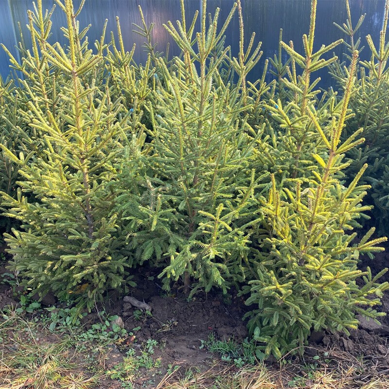 树盆栽真树活的真树松树圣诞节绿植圣诞树真树云杉树 70-80厘米高一棵