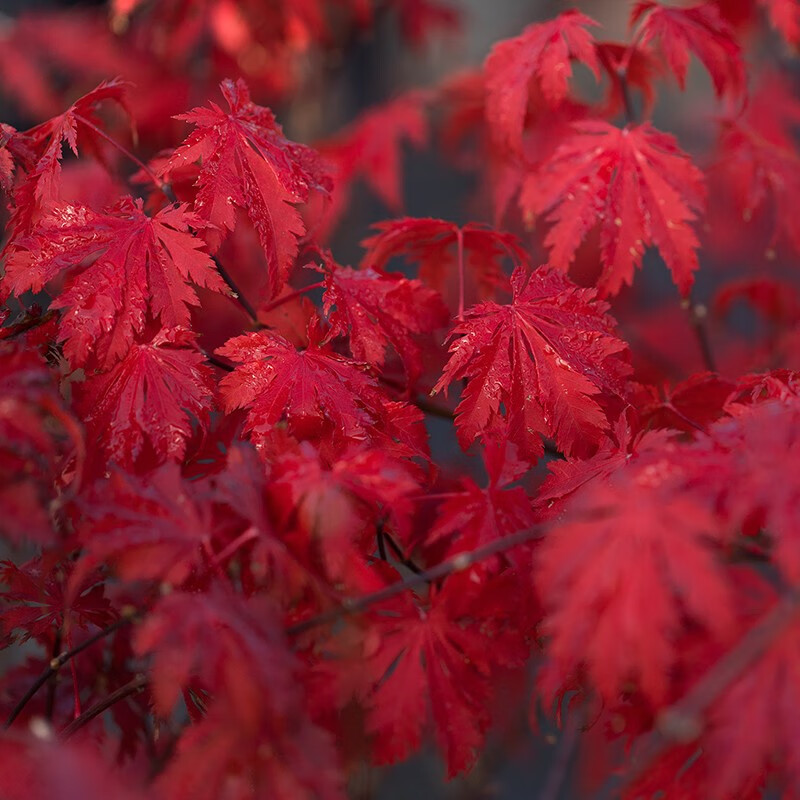 虹越（HONGYUE）日本红枫树苗1加仑盆栽苗 庭院经典季节变色植物 阿里阿德/仙女