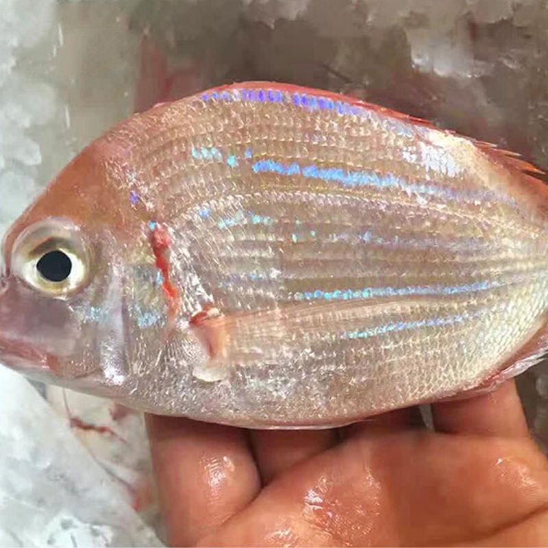 亚又婧  东海赤棕鱼鲜活速冻赤鯮鱼海鱼立鱼鳊鱼 2斤尝鲜装