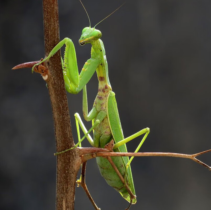 秋颖观赏2只螳螂大广斧大华刀棕静薄翅宿舍寝室爬宠 幼体大刀螳螂1只