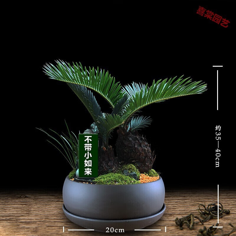 喵小杏铁树盆栽室内好养耐寒四季常青客厅石山盆景植物会议摆放开业