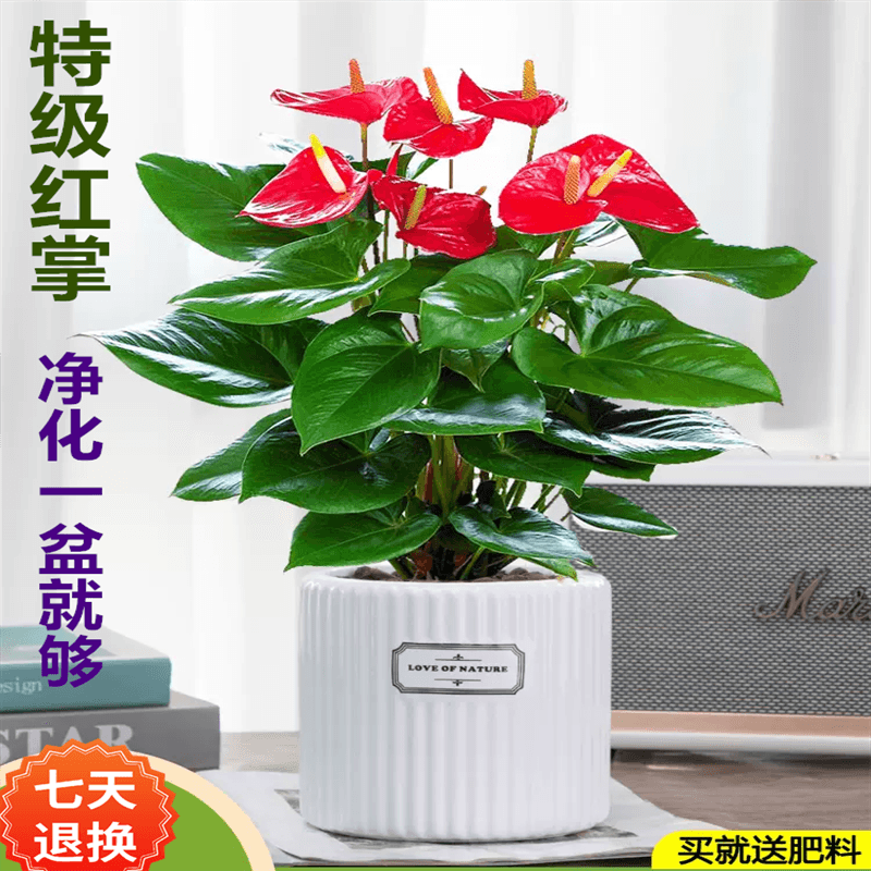 ̾Ϊֹ18ֵѡߵԻֲܿﾻ ؼơմ衿     24Ԫ