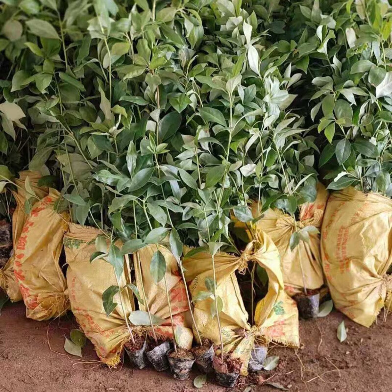 广西八角树苗嫁接树苗大红高产大茴香果苗树八角苗北方种植正宗 八角