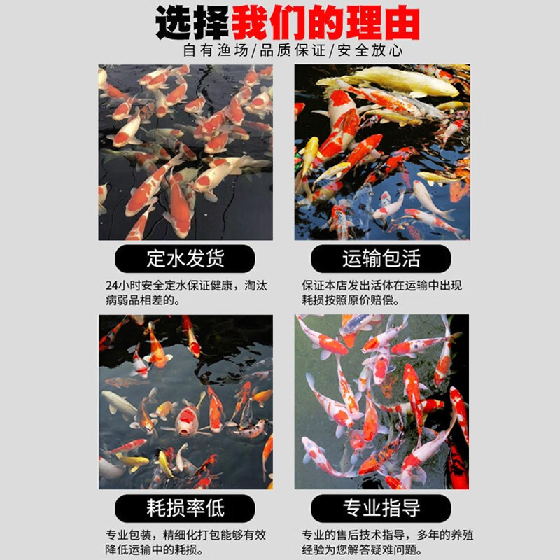 招财如意锦鲤冷水观赏鱼大型纯种精品红白三色招财鱼好养耐活风水鱼活鱼 十全十美（随机颜色10条可指定） 30-35cm
