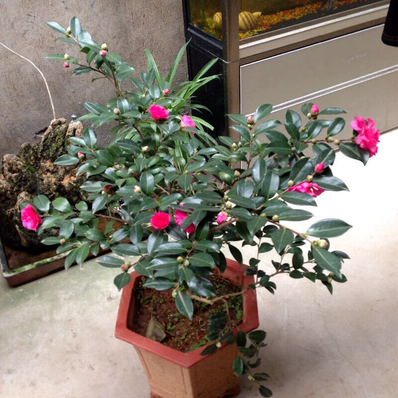 茶梅盆栽 茶梅花苗 树苗茶梅球 茶花盆栽盆景冬茶梅耐寒四季好养带