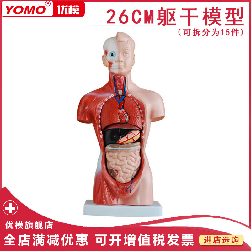优模 26cm躯干模型人体内脏解剖模拟器官展示中小学幼儿科学生理卫生