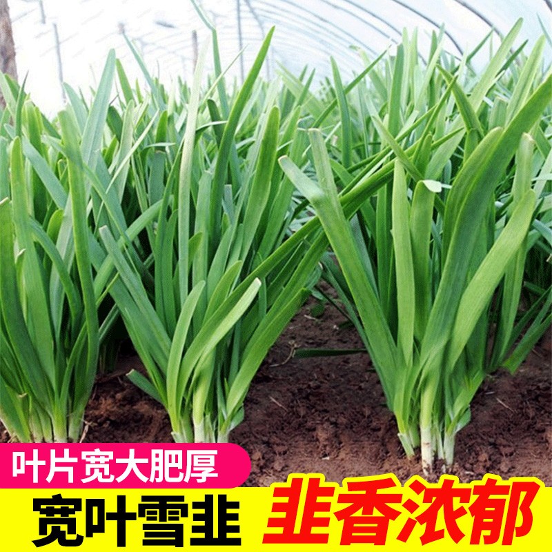 长耕山东雪韭韭菜种子宽叶韭菜种籽四季阳台盆栽韭菜紫根根苗蔬菜种孑
