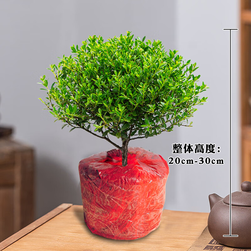 种花迷小叶赤楠老桩盆景苗植物花卉微景观水培办公室内好养四季常青