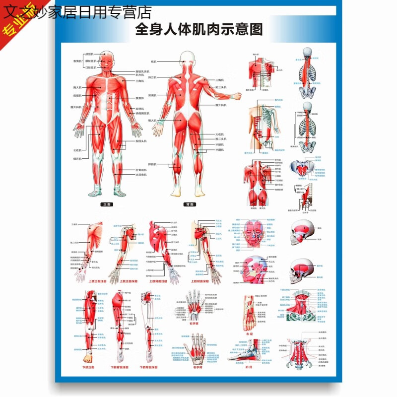 全身人体肌肉示意图(竖版) 防水防晒背胶(背面有胶) 32寸60