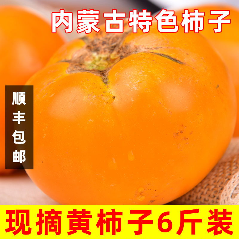 黄柿子内蒙古特产五原县农家黄色西红柿现摘新鲜番茄蔬菜顺丰 特色黄