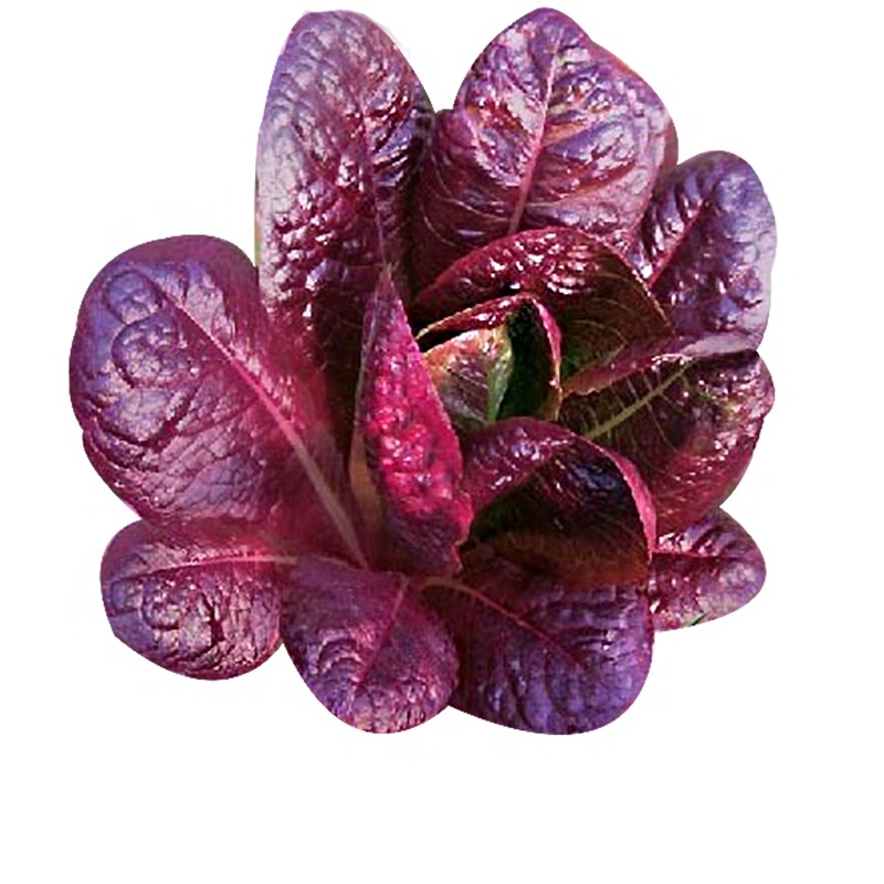 凤鸣雅世欧罗直立生菜种子孔雀菜种 紫罗马生菜菜生菜青菜种籽盆阳台