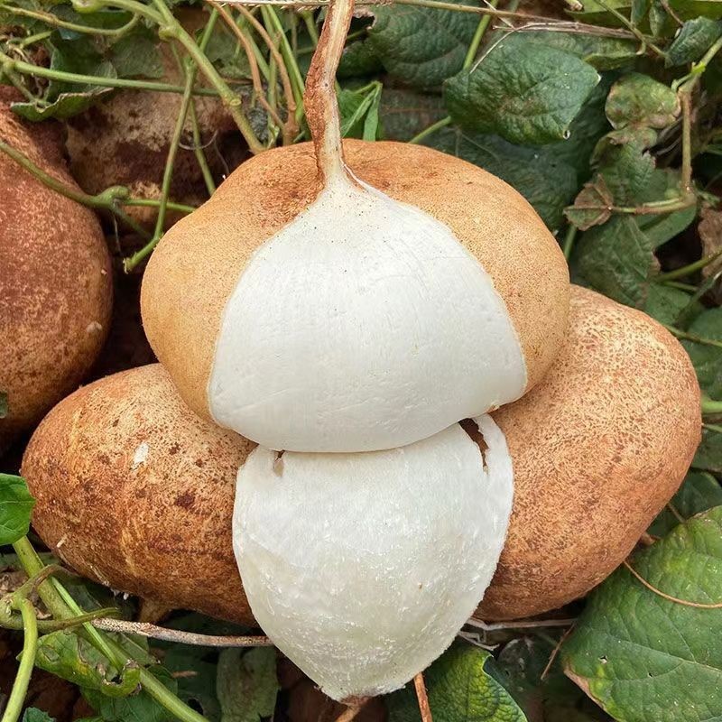 采蘩(caifan)广西凉薯新鲜 现挖白地瓜 生吃土瓜水果白地瓜 5斤