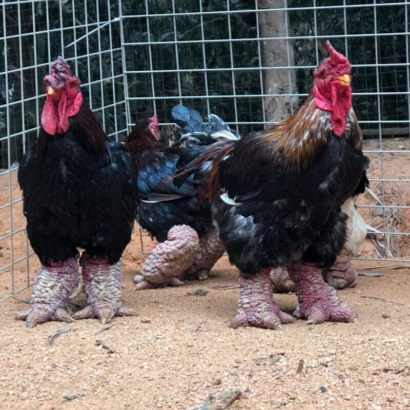 脱温东涛鸡活苗正宗越南大脚鸡活体小鸡仔半斤巨型观赏鸡青年鸡活 2只