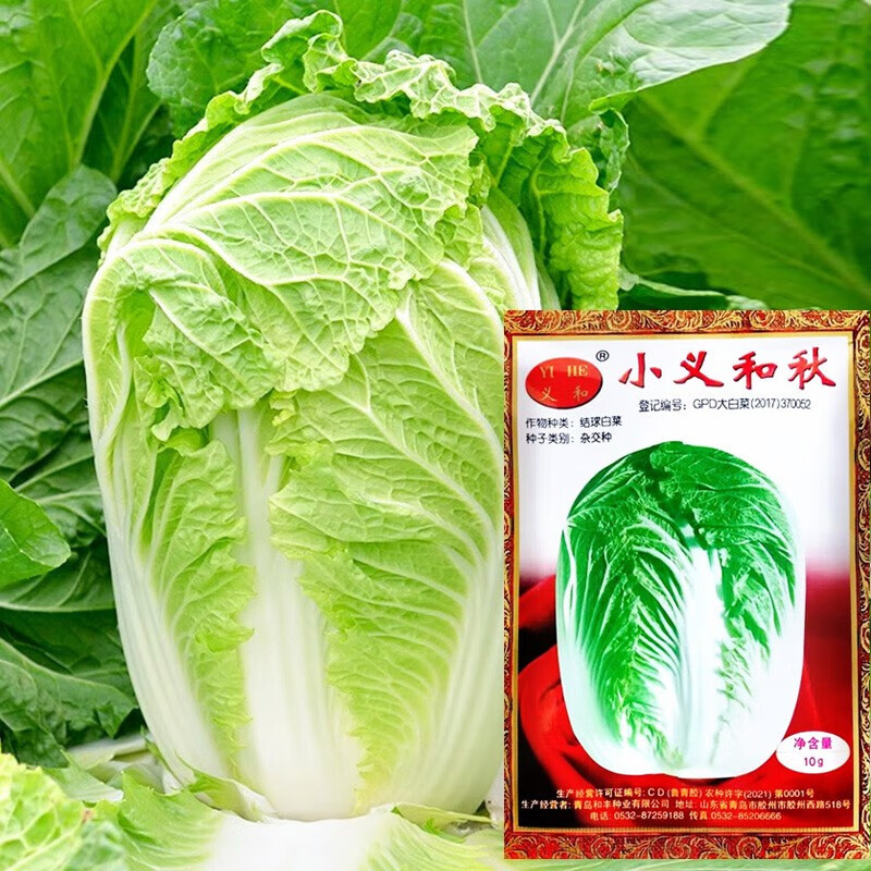 大禹山东胶州大白菜种子农科院秋季耐热黄心义和秋白菜籽冬储新品种