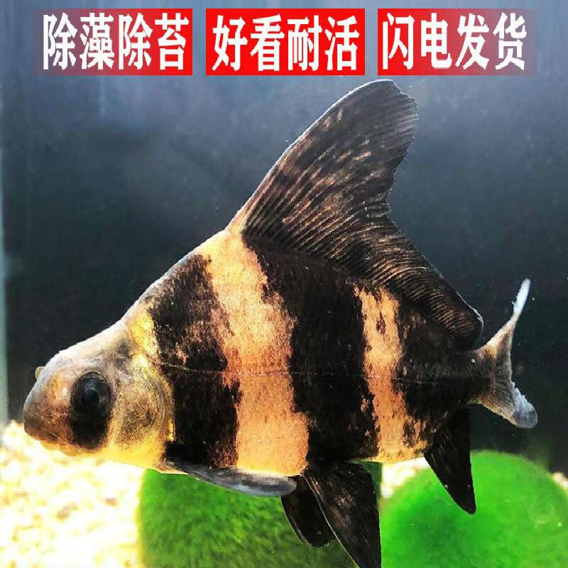 一帆风顺鱼淡水养殖食用美人鱼冷水观赏鱼清洁鱼 胭脂鱼6-8厘米1条