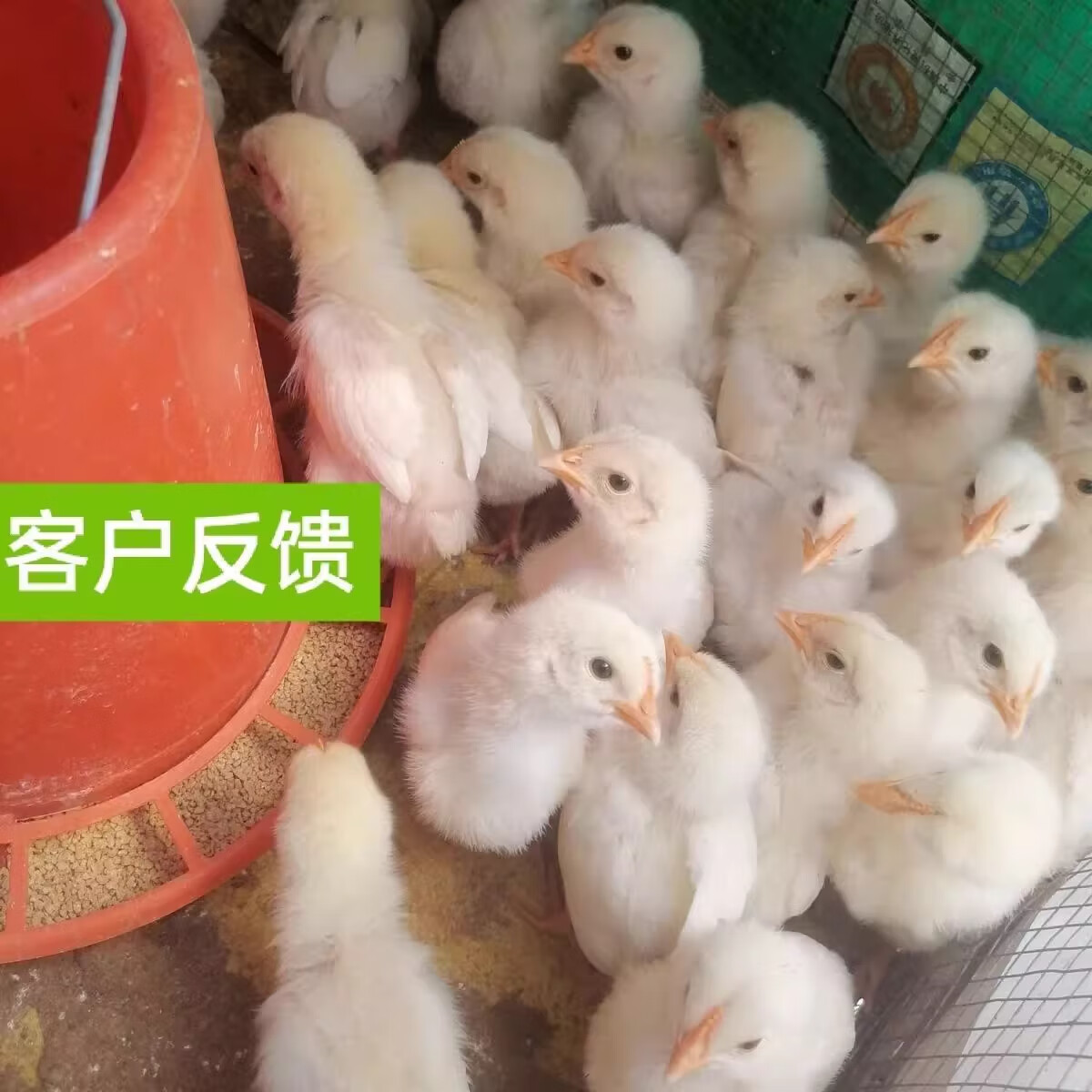 黎秋科白羽肉鸡活苗纯种双a鸡苗脱温半斤巨型肉鸡大型鸡苗小鸡活苗