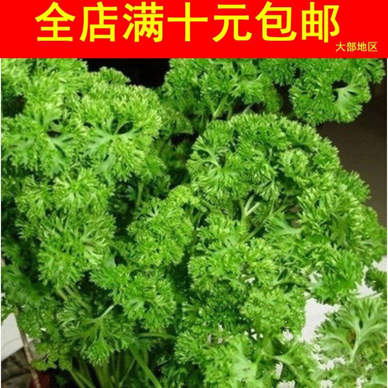 蔬菜种子欧洲香芹种子欧芹种子法国香菜荷兰芹20粒