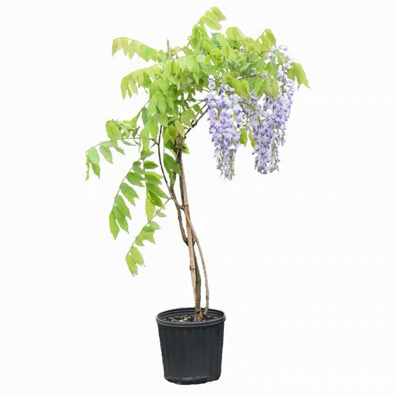 萌肉居 紫藤树苗 屋顶爬藤盆栽花卉攀援植物绿化苗//0.5cm粗小苗5棵