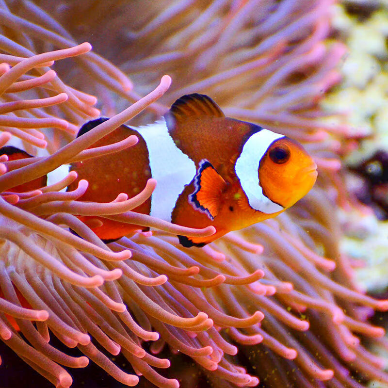 小丑鱼人工海水鱼黑边公子奥黑毕加索雪印熊猫小型鱼观番茄小丑 公子