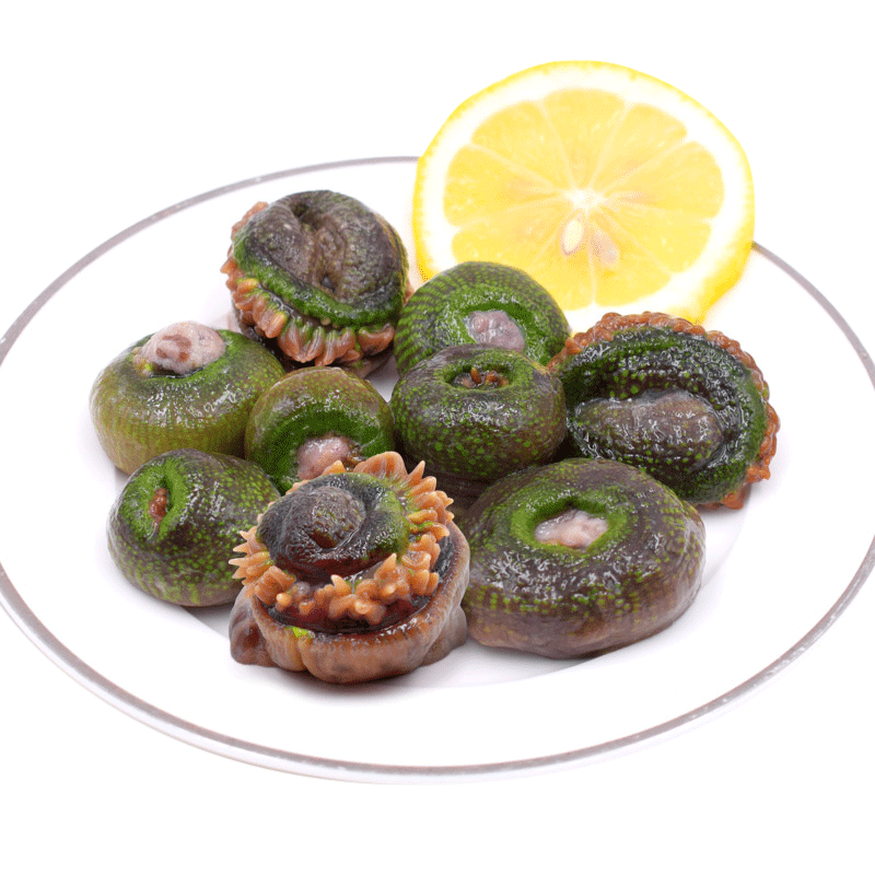 鲜水港活沙蒜 500g新鲜绿蒜小海葵岩蒜海肠子 舟山海鲜水产海卵 新鲜