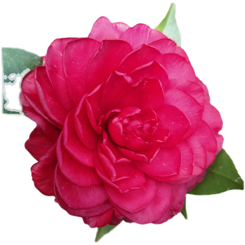 名贵金碧辉煌黑红赤丹山茶花树苗盆栽带花苞花卉庭院阳台四季常绿花卉