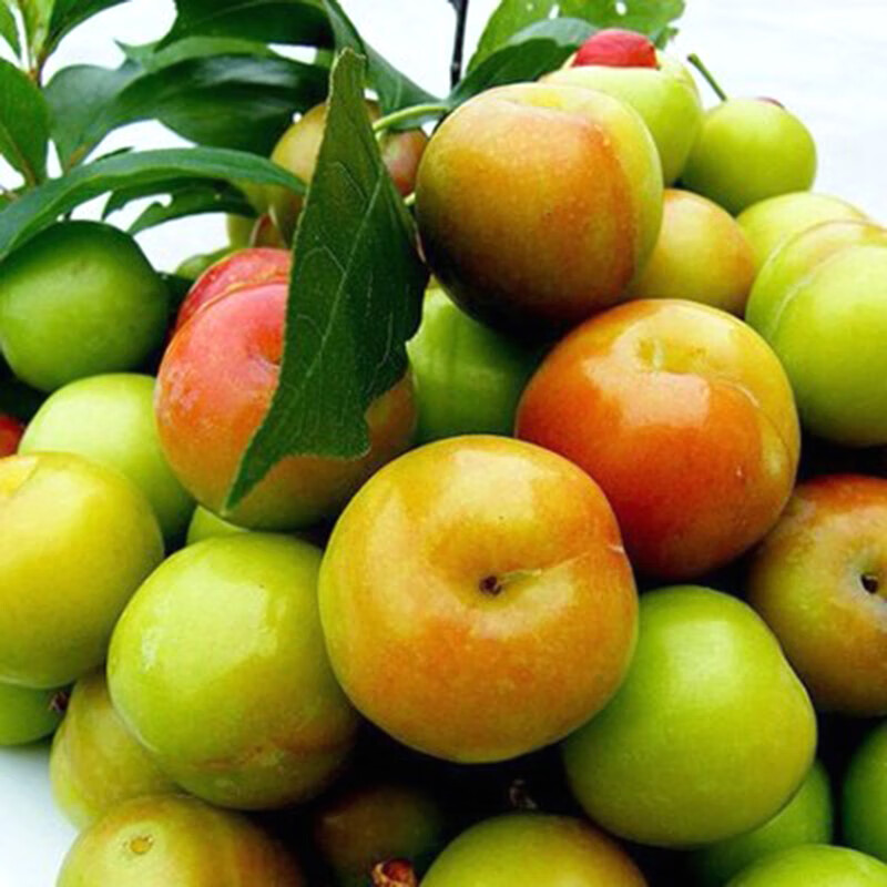 沙窝曙光(shawoshuguang)新鲜三月李子三华李应季时令水果生鲜 2斤装