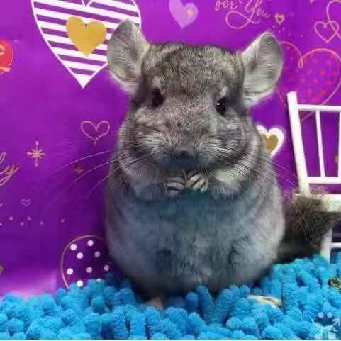 银斑龙猫幼体米色长毛幼崽萌宠活宠标灰网红异宠龙猫活物宠物活体