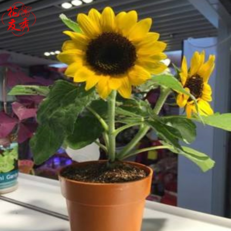 花友秀 向日葵种子观赏向日葵高杆矮杆迷你向日葵多头玩具熊向日葵