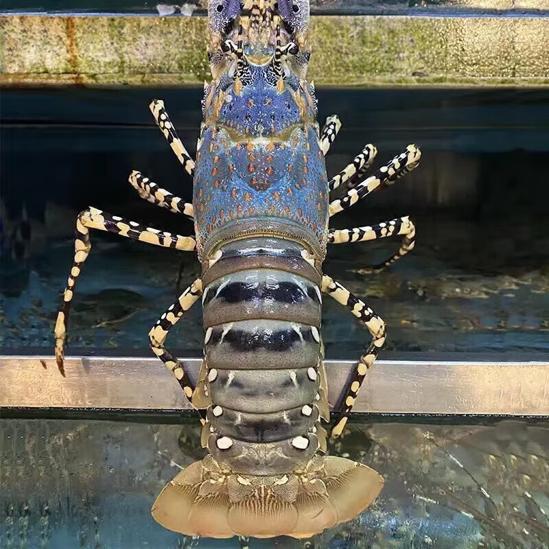 新鲜大龙虾生鲜大花龙 海鲜水产青龙虾红龙虾 大花龙 大花龙600-700g/只2只装