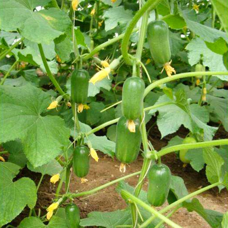 种菜记 金童水果黄瓜种子玉女水果黄瓜种籽迷你盆栽春夏秋农家蔬菜种