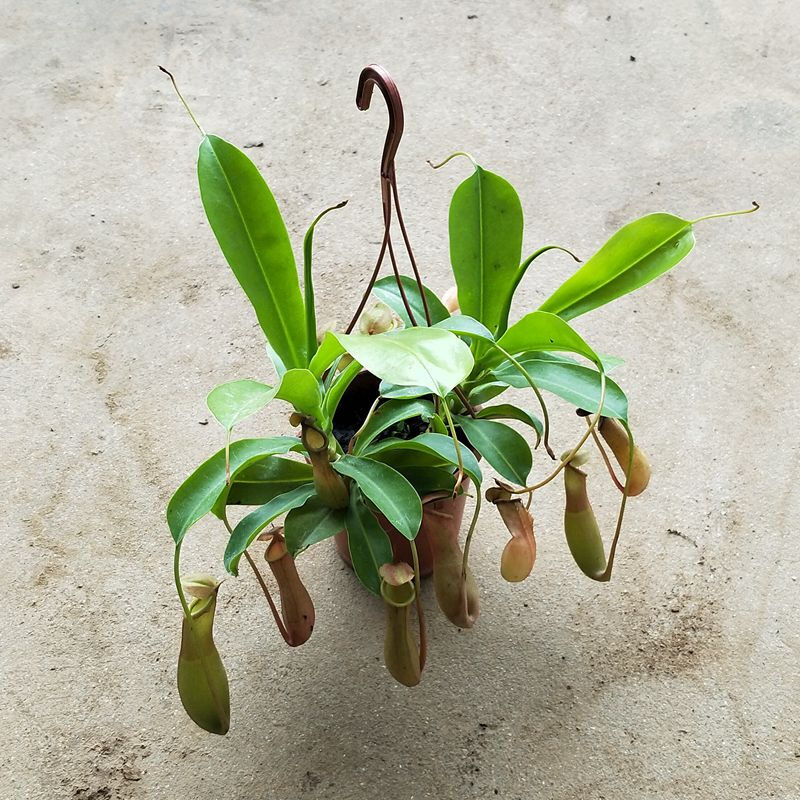 心头肉猪笼草植物 猪笼草盆栽 猪笼草苗盒装神奇古怪草猪笼草植物