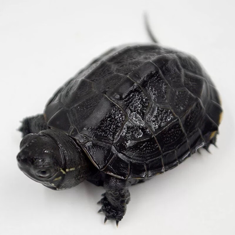 诗轩  墨龟活体 宠物乌龟 全墨墨龟观赏龟 浅水龟 中华草龟 乌龟 宠物