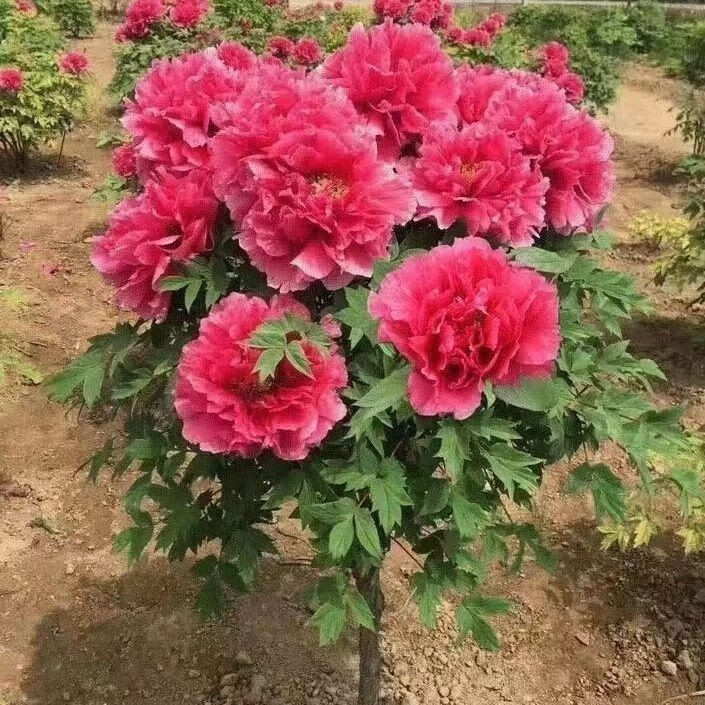 谷芹(guqin)独杆牡丹树菏泽正宗牡丹苗绿植花卉大花观赏重瓣老桩易活