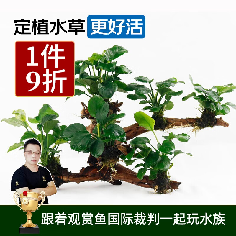 云峰海瑞 水草活体 懒人造景 沉木活水草 鱼缸造景套餐水族箱装饰鱼水草 小水榕6头沉木属于什么档次？