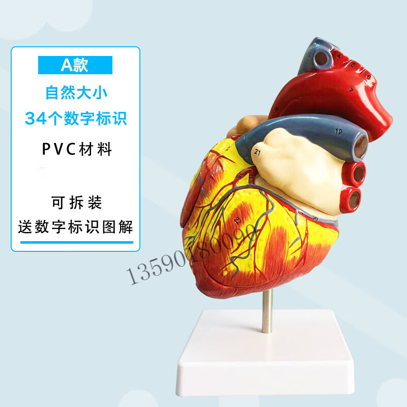 心脏模型医学模型标准人体心脏模型解剖可拆卸教学模型仿真自然大