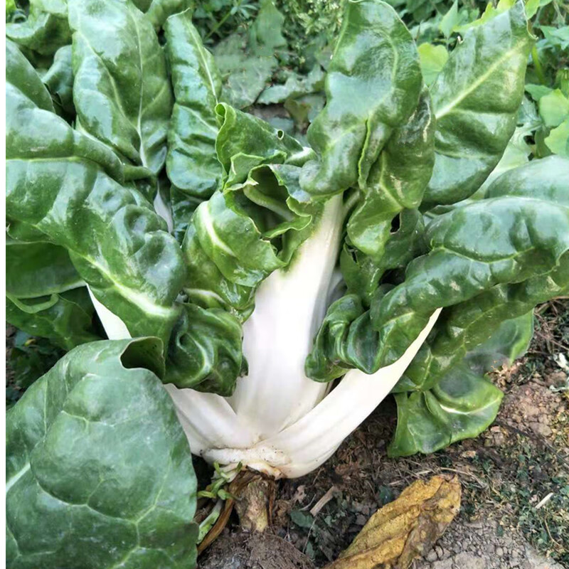 四川农家菜新鲜厚皮菜瓢儿菜青菜莙荙菜甜菜重庆南方时令蔬菜 1500g