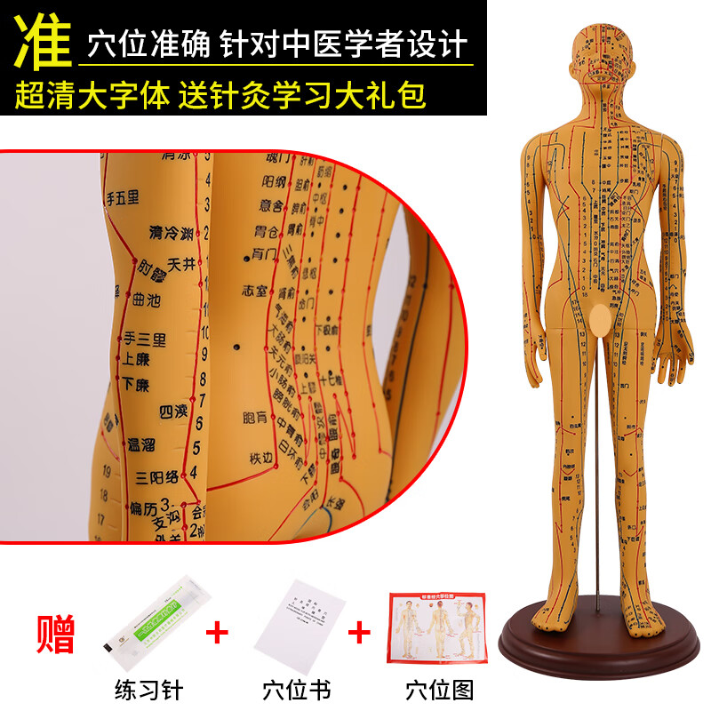穴位模型针灸人体模型医用扎针款全身中医人模经络医学教学标准模型