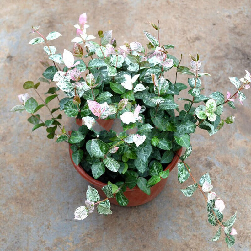 七抒花叶络石 黄金络石 植物大苗吊兰花卉耐寒耐热四季花 黄金络石中