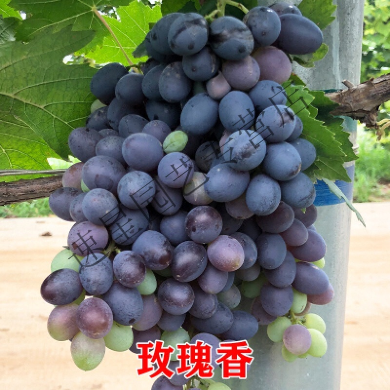 爬藤树苗葡萄南方北方种植当年结果巨峰葡萄苗 玫瑰香8年苗当年结果