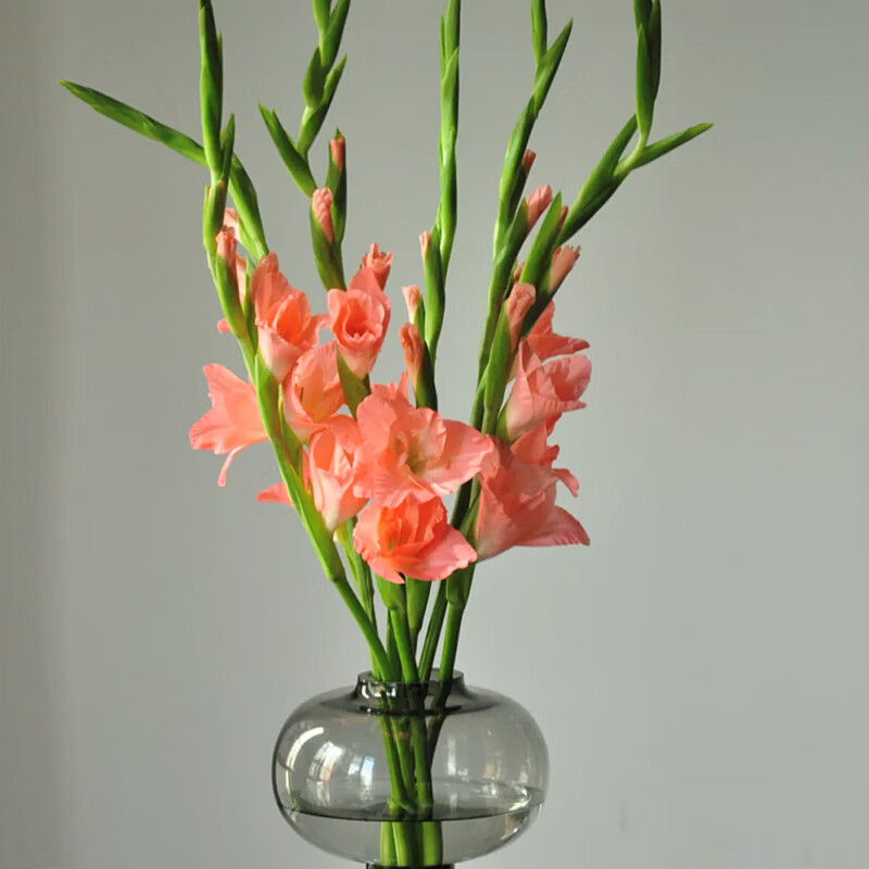 物鲜仙子剑兰鲜花云南直发10支家用插花水养昆明基地批花直批空运