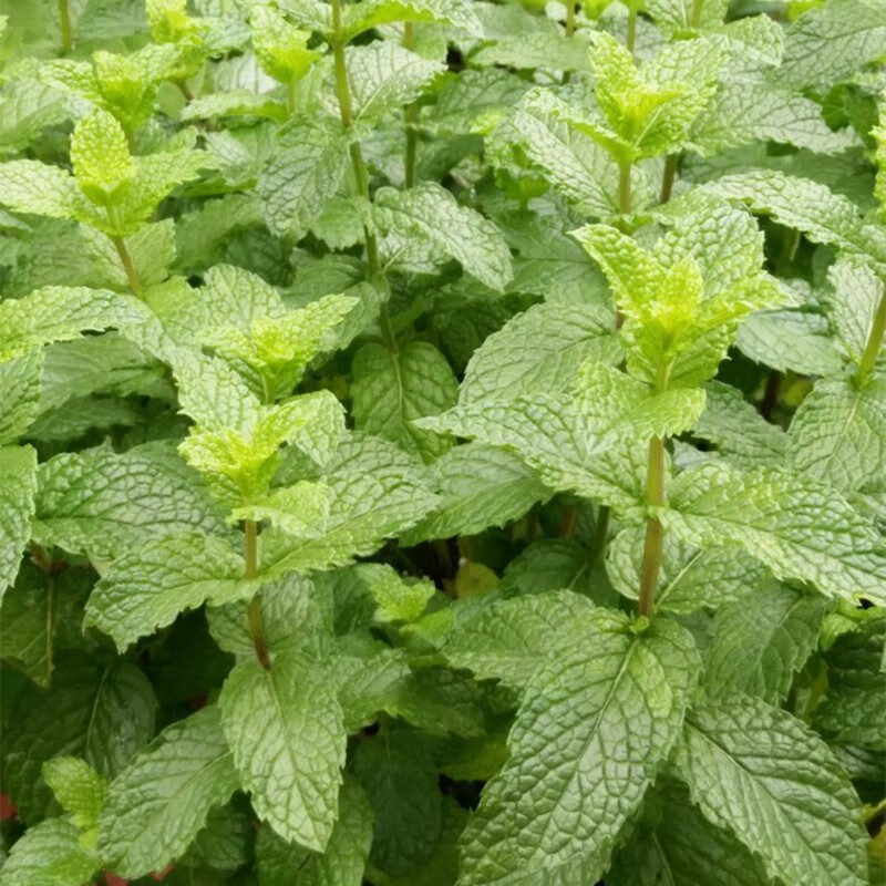 草种子薄荷盆栽种籽蔬菜种子特菜香薄荷苣荬菜四季播种阳台盆栽菜种子